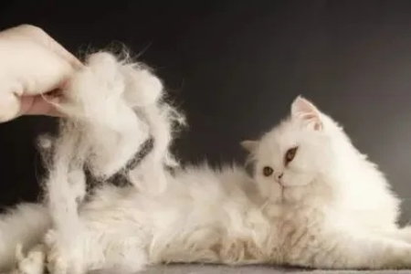 猫咪疯狂掉毛？试试这些方法，告别毛发烦恼