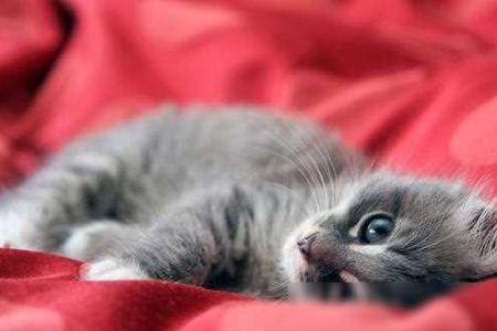 猫咪打喷嚏的原因有哪些？教你轻松应对猫咪感冒问题