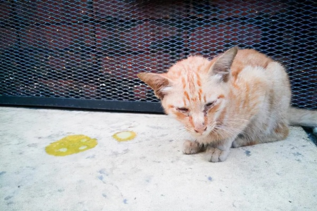 家里猫咪吐黄水但精神很好，怎么办？