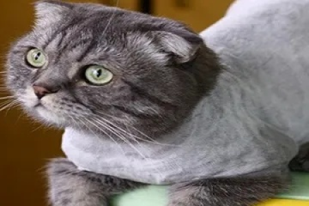 想给猫咪剃毛？先看看这些好处和坏处再做决定！