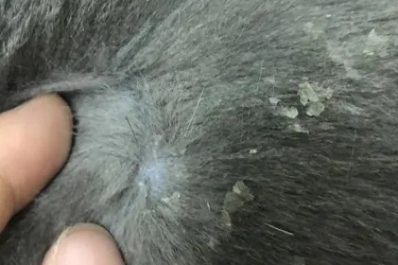 猫咪背部白色皮屑是什么原因？教你如何判断和治疗