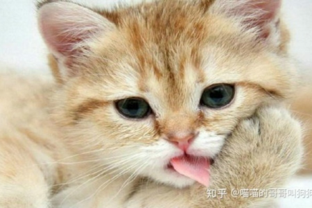 为了猫咪健康！蛋黄化毛的传言是真的吗？