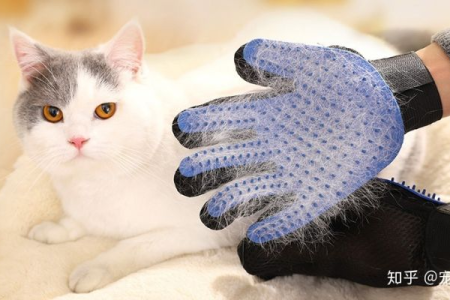 养猫新手必看：你需要准备哪些猫用品？