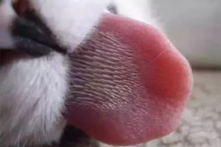 猫的舌头为什么长满刺？原来它有这么多妙用！