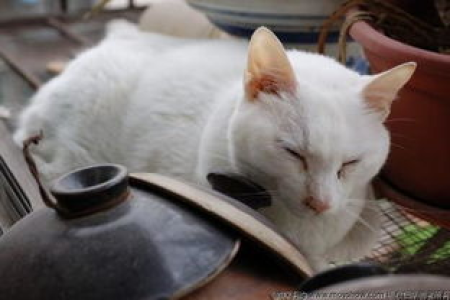 猫咪不吃东西无精打采？可能是这些原因！