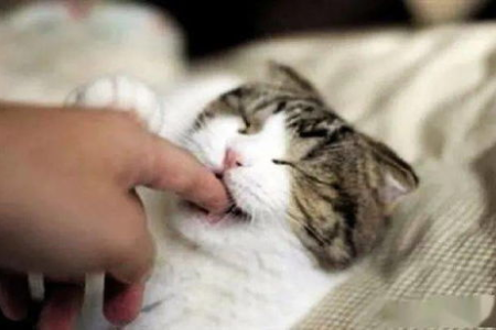 猫咪涨肚如何排气？教你几招轻松解决猫咪腹胀