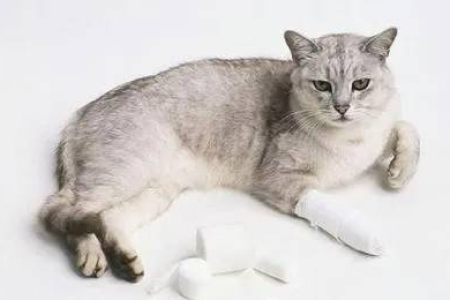 如何判断猫咪是否骨折？这些表现不能忽视！