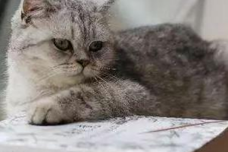 猫肠胃炎几天能自愈？多久猫咪才能恢复健康？