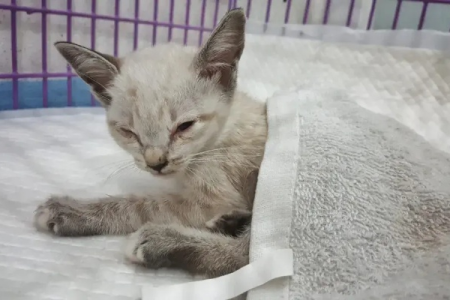猫得了猫瘟会自愈吗？真相是：必须治疗！