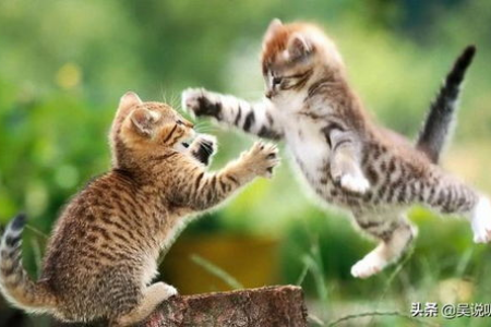 我的猫和别的猫打架了，会出猫命吗？