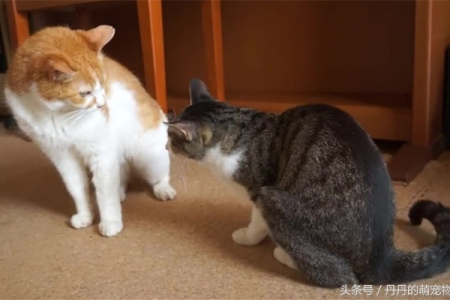 猫越打越凶要扔了吗？试试这些方法解决猫打架问题