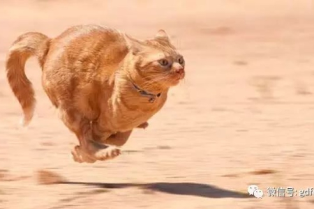你知道猫的速度有多快吗？看看哪些猫跑得最快