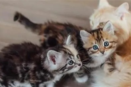 如何判断猫是否发春？详解猫发情的各种表现