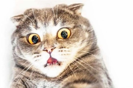 你的猫咪害怕吗？细致解读猫咪恐惧的各种信号