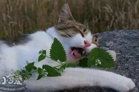 深入了解猫薄荷：猫咪的快乐源泉是什么？