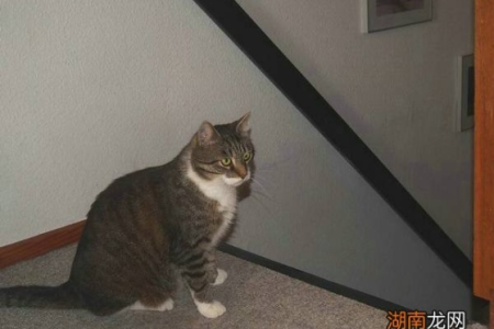 猫走路不稳像喝多酒？可能是这些疾病在作怪！
