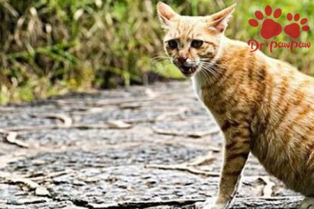 猫咪呼吸困难鼻塞怎么办？教你几招轻松应对