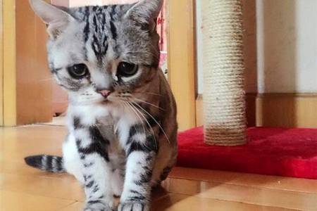 猫咪呼吸有声音是怎么回事？警惕这些呼吸道疾病！