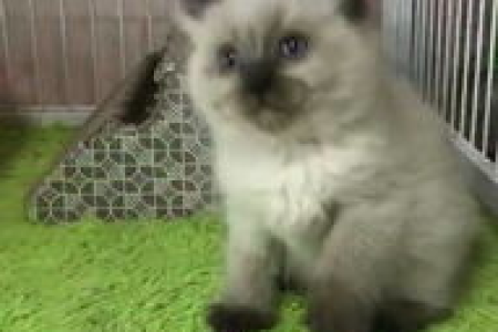 怎么看布偶猫的品相？避免被骗，快速掌握选购技巧！