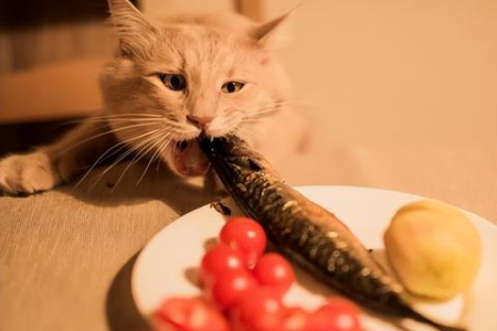 猫咪误食鱼刺能自愈吗？严重后果是什么？