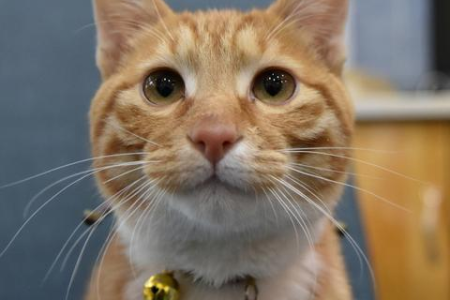 猫打架不管行不行？教你如何正确处理猫咪冲突