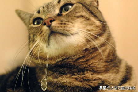 家里猫咪总是流口水？别忽视这些潜在危险
