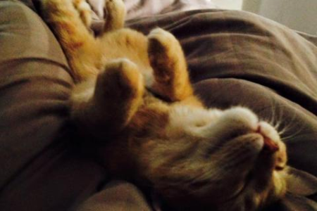 猫尾巴骨折自愈的可能性大吗？需要治疗吗？