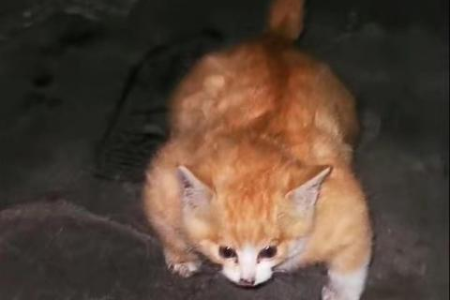 猫总想往外跑怎么办？教你几招有效解决办法
