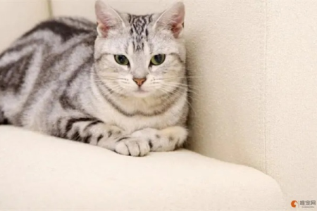 虎斑猫好听的名字推荐，简单好记又可爱