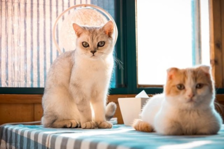 猫会认多个主人吗？不同猫咪认主习惯大不同