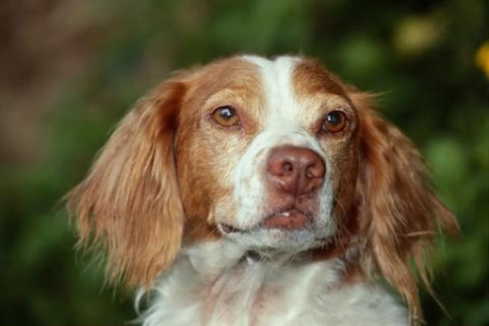 猫咬伤破皮出血怎么办？需要打狂犬疫苗吗？及时处理伤口很重要！