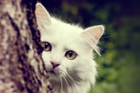 你的猫咪喜欢什么音乐？让猫咪更快乐的音乐选择