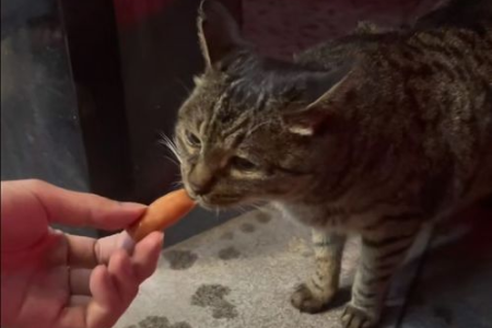 猫咪喜欢闻狐臭的真正原因是什么？科学解释来了！