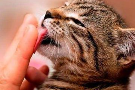 猫咪对你冷淡？可能是这几个原因在作祟！