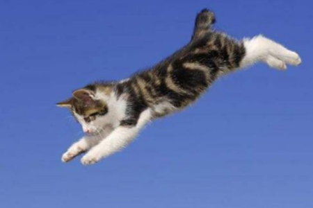猫从高处摔不死是为啥？不可思议的猫咪自救技能！