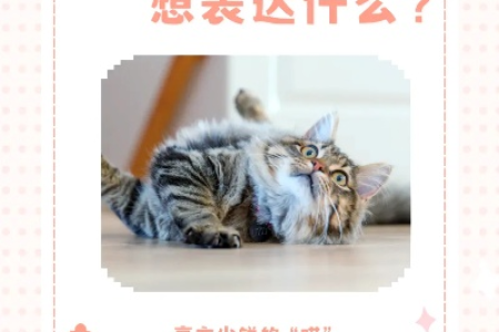 你的猫能发出几种声音？猫咪叫声背后的秘密！