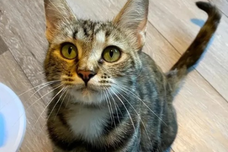 狸花猫上品怎么判断？新手也能轻松学会的技巧！
