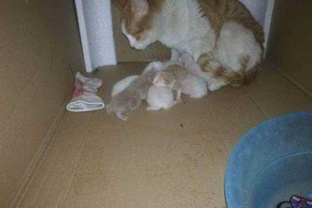 心爱的猫咪死了，该如何处理？实用方法详解