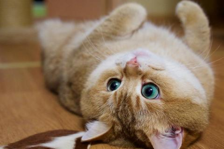 猫害怕哪些声音？噪音和震动让猫咪惊慌失措