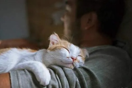 猫咪究竟把你当什么？是家人还是奴隶？深度解读猫和人关系