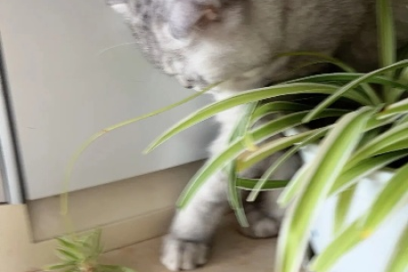 吊兰对猫有毒吗？猫咪误食吊兰会怎样？