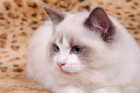 布偶猫是什么猫杂交出来的？血统纯度大解析