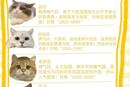 比鲁斯猫大概多少钱一只？不同品质价格差异大