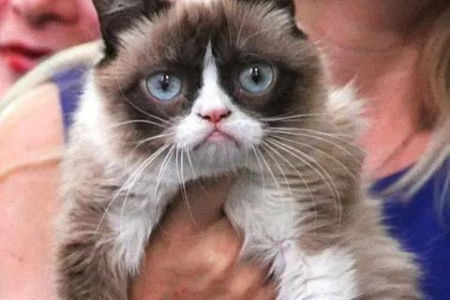 矮脚猫易患哪些疾病？养它前你必须了解的健康隐患