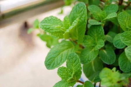 猫薄荷与薄荷：外观、气味、功效全方位深度对比