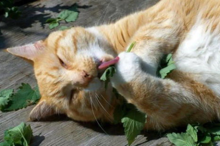 给猫咪使用猫薄荷需要注意什么？全面解析猫薄荷作用！