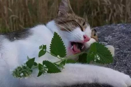 猫薄荷是什么？猫咪的最爱，这种神奇植物的秘密