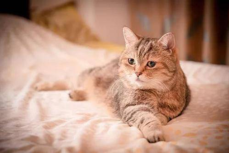 春季养猫必看：饮食、保暖、驱虫，呵护猫咪健康