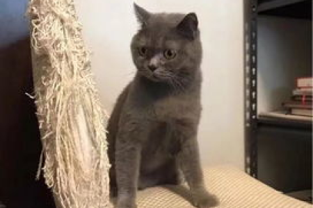 想养猫？先看看养猫的好处和坏处，别后悔！