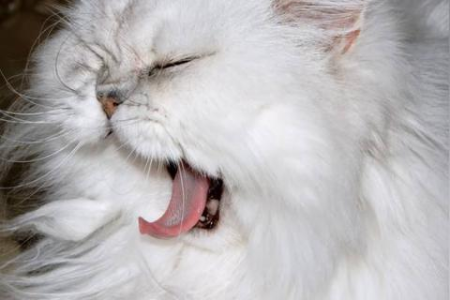 养猫怕掉毛？这几种猫咪让你轻松拥有干净家居